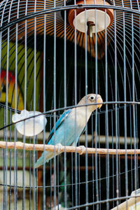 Close-up of bird in cage
