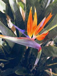 Close-up of leaves