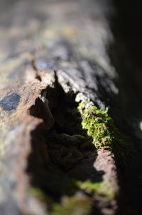 Close-up of moss on wood