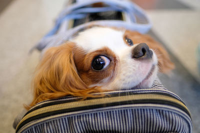 Close-up portrait of a dog in a bag