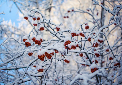 Low angle view of snow on tree