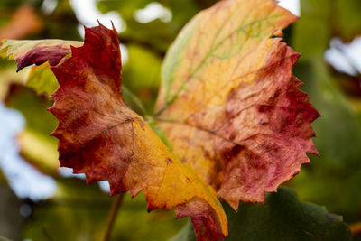 Close-up of maple leaves on plant