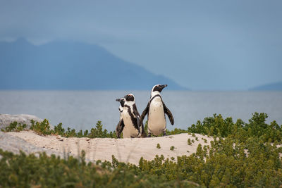 African penguins at sandy boulders beach colony in cape town, south africa