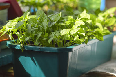 Potted plant