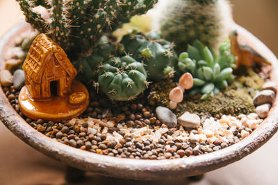 High angle view of cactus in pot