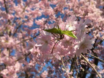 Close-up of pink flowers on tree