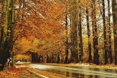 Road passing through forest