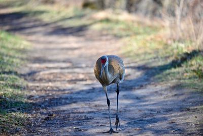 Bird on field