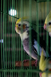 Close-up of parrot in cage