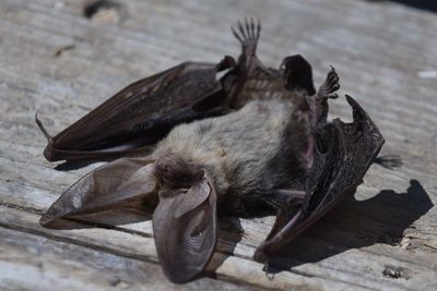 Close-up of dead bat on table