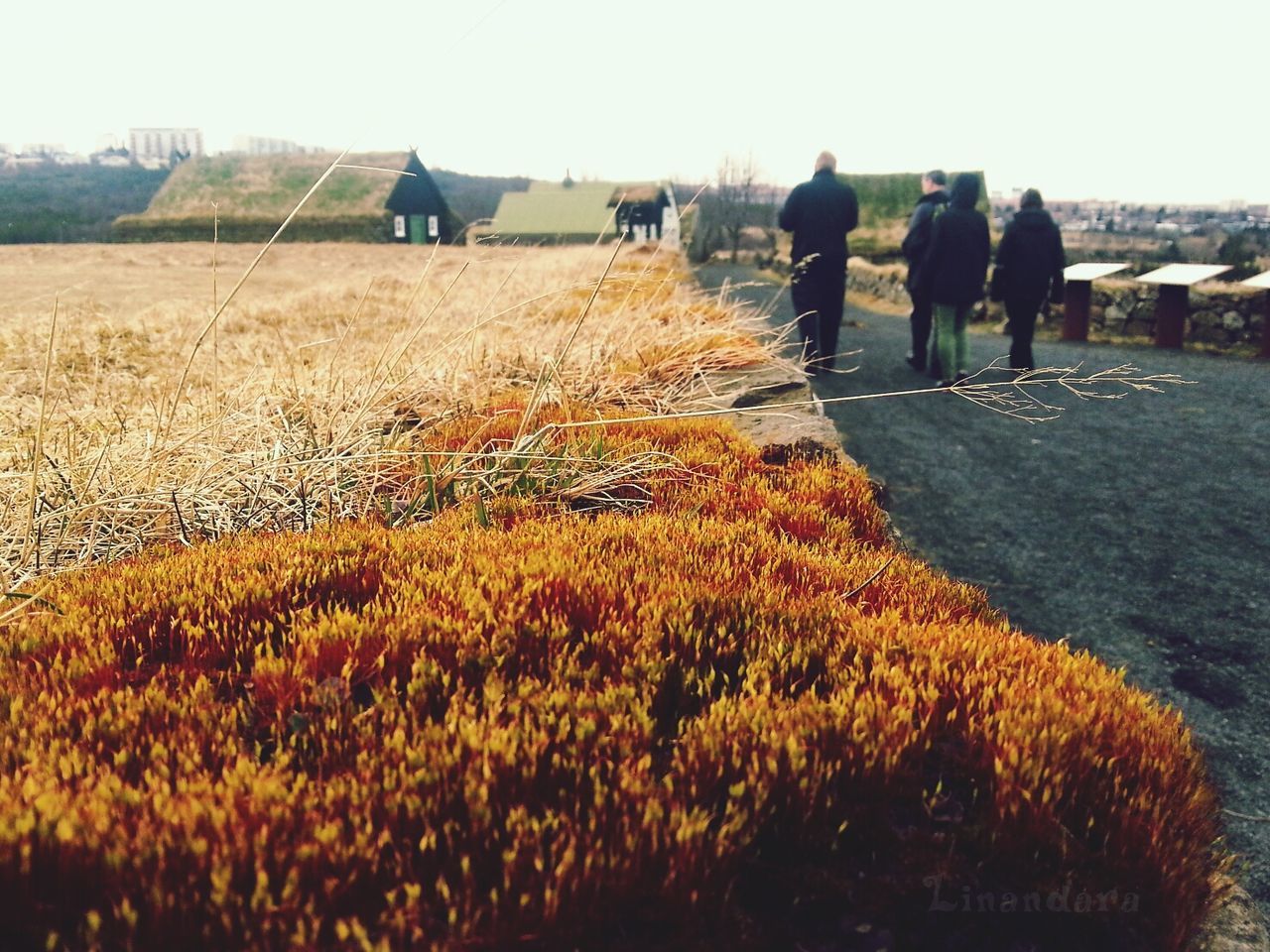 men, lifestyles, leisure activity, field, landscape, person, walking, clear sky, rear view, nature, large group of people, togetherness, beauty in nature, rural scene, sky, flower, agriculture, medium group of people, yellow