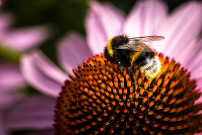 Close-up of bee pollinating on flower