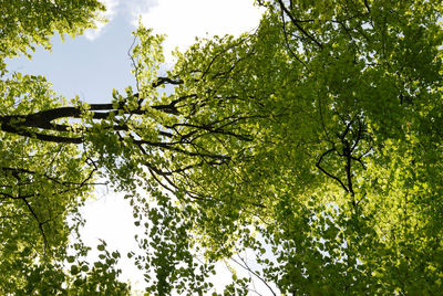 Low angle view of trees against sky