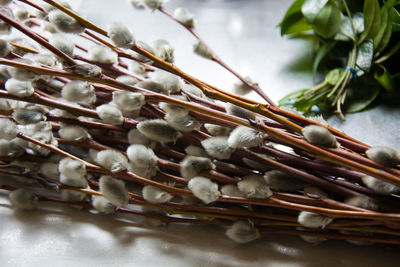 High angle view of plants on table