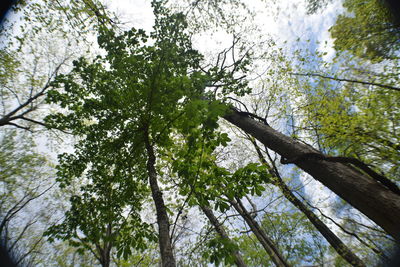 Low angle view of trees in forest against sky