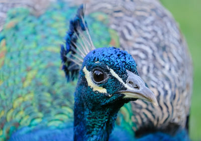 Close-up of a peacock