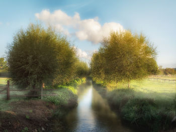Scenic view of river amidst trees against sky