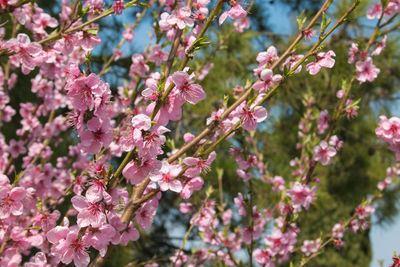 Close-up of pink flowers blooming during springtime