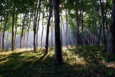 Trees in forest