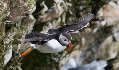 Close-up of bird flying over rock