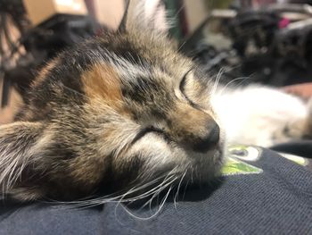 Close-up of cat sleeping