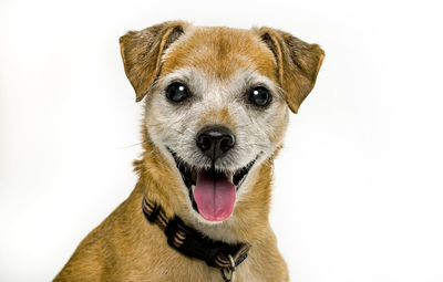 Close-up portrait of a dog against white background