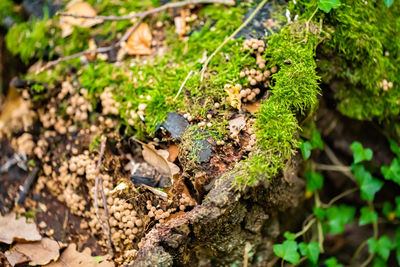 High angle view of leaves on field