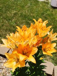 Close-up of yellow flower