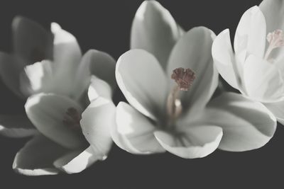 Close-up of white flowers