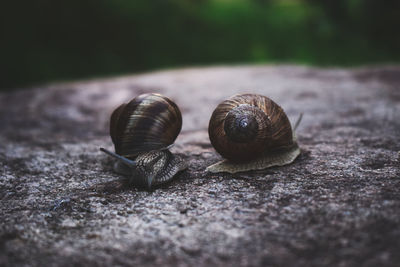Close-up of snails on road