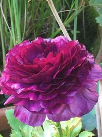 Close-up of purple flower blooming outdoors