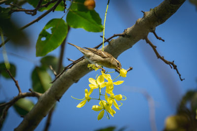 Low angle view of bird perching on tree