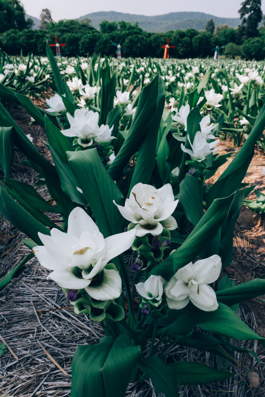 CLOSE-UP OF WHITE FLOWERING PLANTS