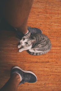 Low section of person with cat relaxing on floor