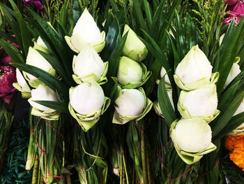 Close-up of white flowering plants