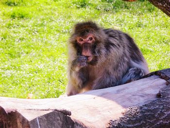 Monkey looking away while sitting on wood