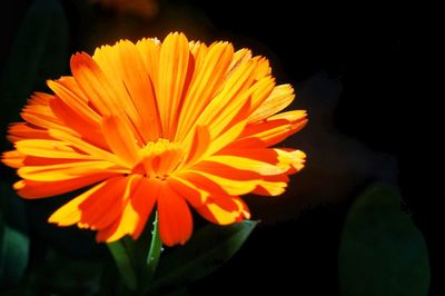 Close-up of yellow flower blooming against black background