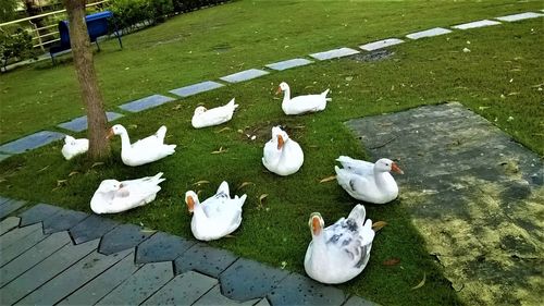 High angle view of ducks on lake