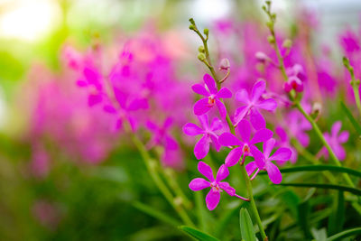 Close-up of pink flowering plant