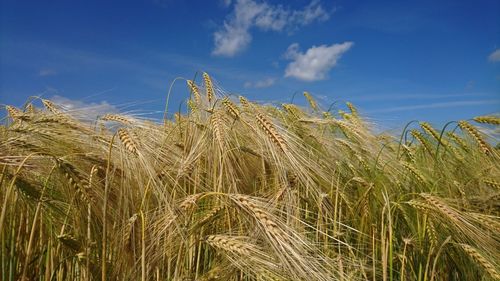 Golden barley against blue sky
