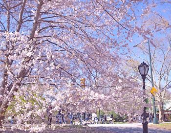 Cherry blossoms in spring