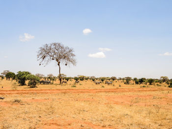 Trees on field against sky