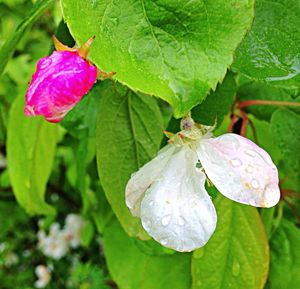 Close-up of flowers