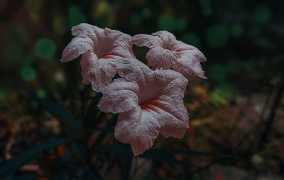 Close-up of wilted rose