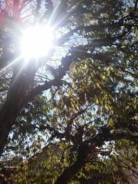 Low angle view of tree in sunlight