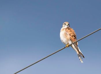 Low angle view of eagle perching on cable