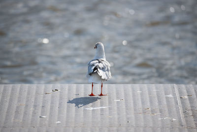 Seagull perching on a sea