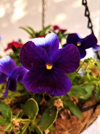 Close-up of purple flowering plant