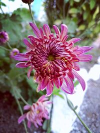 Close-up of pink flower blooming outdoors