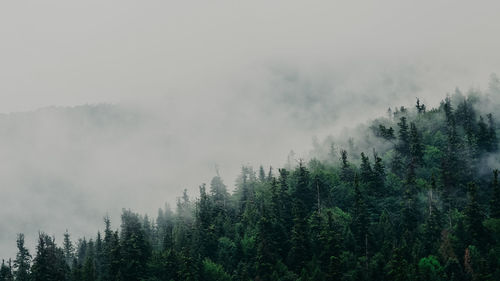 Pine trees in forest